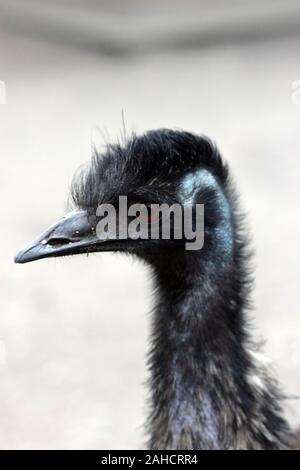 Emu Dromaius novaehollandiae Stock Photo