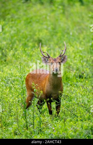 Male Indian hog deer (Hyelaphus porcinus) with antlers standing in green undergrowth, Kaziranga National Park, Assam, northeastern India Stock Photo