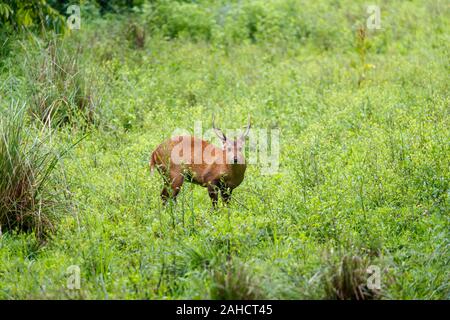 Male Indian hog deer (Hyelaphus porcinus) with antlers standing in green undergrowth, Kaziranga National Park, Assam, northeastern India Stock Photo