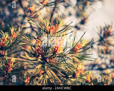 Branches of pine with blooming buds covered with pollen Stock Photo