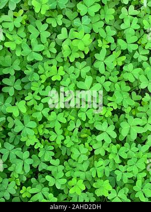 Green clover surface, close-up from above. Field of Bermuda buttercup, Oxalis pes-caprae, with heart-shaped leaves, a flowering plant and evergreen. Stock Photo
