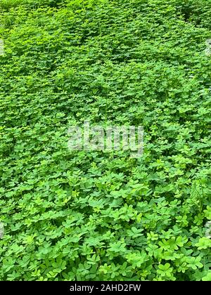 Green clover meadow. Field of Bermuda buttercup, Oxalis pes-caprae, with heart-shaped leaves, a flowering plant and evergreen in wood sorrel family. Stock Photo