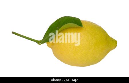Single untreated ripe lemon with green leaf isolated on white background Stock Photo