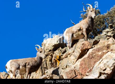 Bighorn sheep grazing on mountain grass and moss on the high cliffs of Waterton Canyon Colorado in the wintertime Stock Photo