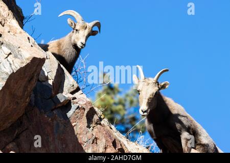 Bighorn sheep grazing on mountain grass and moss on the high cliffs of Waterton Canyon Colorado in the wintertime