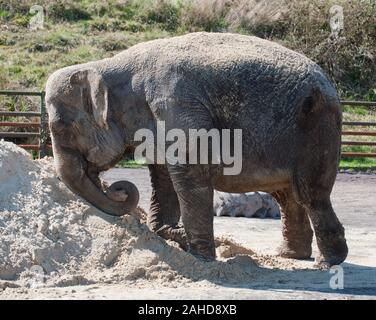 Anne the former circus elephant happy at last cooling off with a pile of sand at her new home in Longleat Park, Wiltshire. She was rescued by Animal rights campaigners following disturbing video footage of the brutality inflicted upon her during her life with the circus. Stock Photo