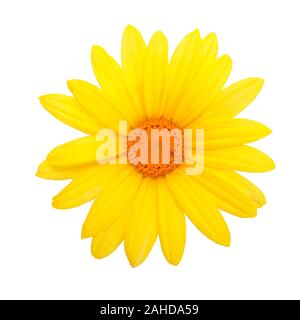 Blooming flower head of a perfect yellow daisy on a white background in close up (high details) Stock Photo