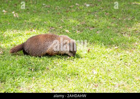 A groundhog (Marmota monax) in Ottawa, Canada.  The animal is a rodent and alternatively known as the woodchuck. Stock Photo