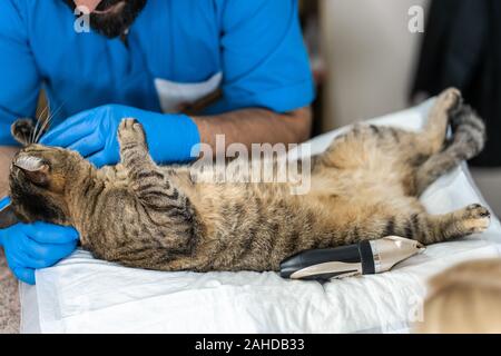 Professional doctors veterinarians perform ultrasound examination of the internal organs of a cat in a veterinary clinic. Stock Photo