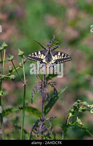 Swallowtail Butterfly Papilio machaon in Norfolk Broads Stock Photo