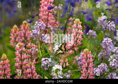 Swallowtail Butterfly Papilio machaon in Norfolk Broads Stock Photo