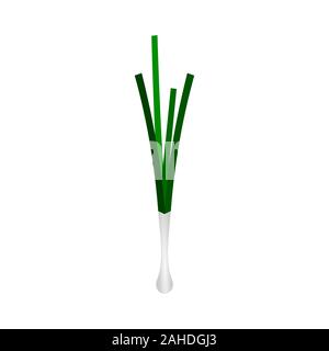 Green spring onion isolated on white background. Fresh green raw onion rich in vitamin C and calcium. Healthy food concept. Scallion vegetable. Vector Stock Vector