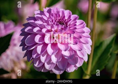 Detailed close up of a beautiful pink decorative 'Stolze von Europa' dahlia flower blooming in bright sunshine Stock Photo