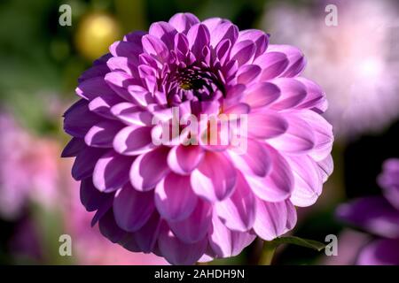 Detailed close up of a beautiful pink decorative 'Stolze von Europa' dahlia flower blooming in bright sunshine Stock Photo