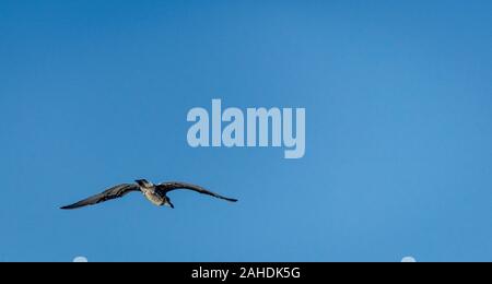 Single seagull flying on a bright blue sky. Stock Photo