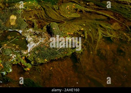 Swirling patterns of foam on the surface of a stream in bright sunshine with water weeds forming contrasting swirls beneath