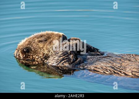 A northern sea otter floats asleep in the Kachemak Bay at the City of Homer Port & Harbor marina in Homer, Alaska. Stock Photo