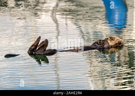 A northern sea otter floats asleep in the Kachemak Bay at the City of Homer Port & Harbor marina in Homer, Alaska. Stock Photo