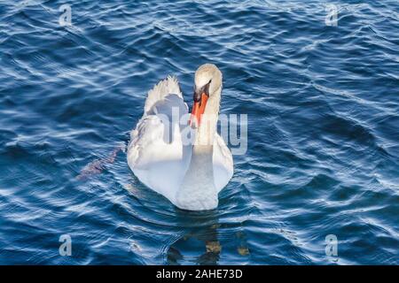 A brilliant white swan with a bright orange bill floats in blue, rippled water, with sunlight casting a shadow of its neck and head onto its back. Stock Photo