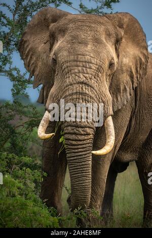 African Elephant in Queen Elizabeth National Park Stock Photo