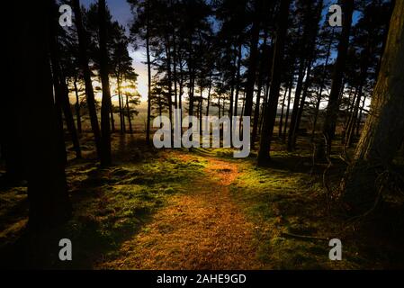 Woodland walk from St Cuthbert's Cave in the Kyloe Hills in north Northumberland Stock Photo