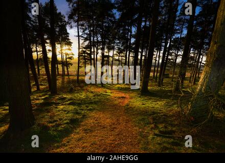 Woodland walk from St Cuthbert's Cave in the Kyloe Hills in north Northumberland Stock Photo