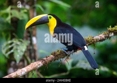 Choco Toucan (Ramphastos brevis), Milpe Bird Sanctuary, Ecuador Stock ...