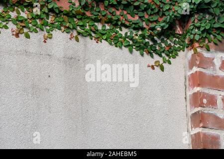 A stucco wall outlined with ivy greenery makes a nice canvas for text. Bokeh effect. Stock Photo