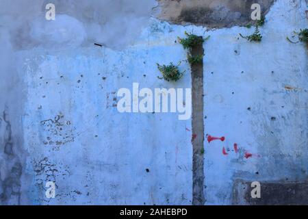 Closeup neglected light blue cracked wall, there are weeds growing in the cracks Stock Photo