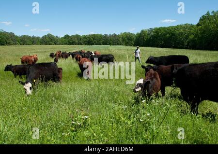 Daniel Thompson calls out 'Hey Cow' to get the cattle to move on into a fresh pasture for them to graze at the Tuckahoe Plantation, in Goochland County, VA area on May 5, 2011. His family has owned the plantation since 1935. They are the fourth family to own the plantation, the boyhood home of President Thomas Jefferson from 1745 until 1752, today it is a working farm with cattle, sheep, chickens and rabbits supplying meats to Fall Line Farms a local food hub. Fall Line Farms offers a wide variety of household food staples and specialty items on an ever changing inventory of fruits, vegetables Stock Photo