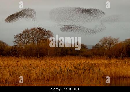 UK Weather: Christmas Eve evening starling murmuration at Ham Wall RSPB reserve, part of Avalon marshes wetlands nature reserve in Somerset, UK. Stock Photo