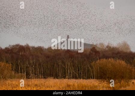 UK Weather: Christmas Eve evening starling murmuration over Glastonbury Tor at Shapwick Heath, Ham Wall RSPB reserve, Avalon marshes, Somerset, UK Stock Photo