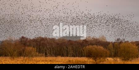 UK Weather: Christmas Eve evening starling murmuration over Glastonbury Tor at Shapwick Heath, Ham Wall RSPB reserve, Avalon marshes, Somerset, UK Stock Photo