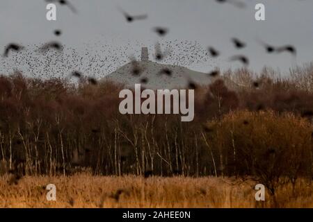 UK Weather: Christmas Eve evening starling murmuration over Glastonbury Tor at Shapwick Heath, Ham Wall RSPB reserve, Avalon marshes, Somerset, UK Stock Photo