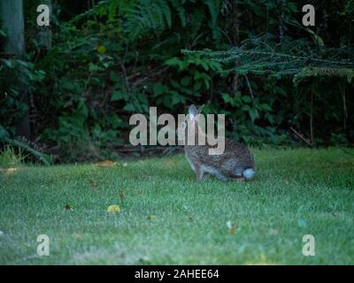 Wild rabbit in the yard Stock Photo