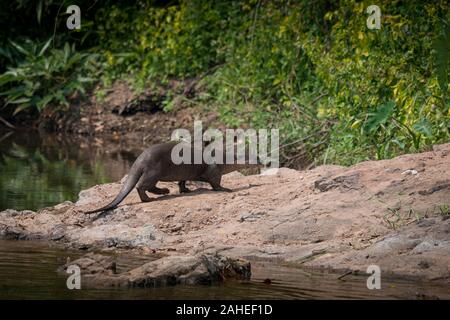 The smooth-coated otter (Lutrogale perspicillata) is an otter species occurring in most of the Indian subcontinent and Southeast Asia. As its name ind