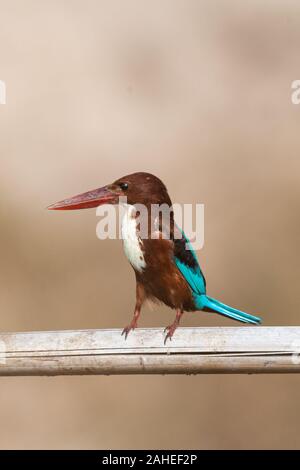 The white-throated kingfisher (Halcyon smyrnensis) also known as the white-breasted kingfisher is a tree kingfisher, widely distributed in Asia.  It f Stock Photo