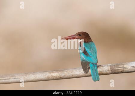 The white-throated kingfisher (Halcyon smyrnensis) also known as the white-breasted kingfisher is a tree kingfisher, widely distributed in Asia.  It f Stock Photo