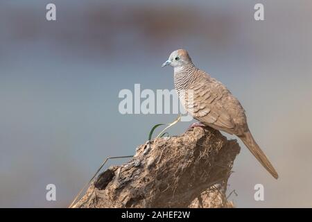 The zebra dove (Geopelia striata) also known as barred ground dove, is a bird of the dove family, Columbidae, native to Southeast Asia. They are small Stock Photo