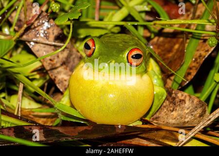 Male Red-eyed Tree Frog calling Stock Photo