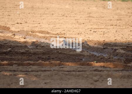 agricultural black and brown sandy fields and sunset in shadow and meadow.plowed field landscape autumn season Stock Photo