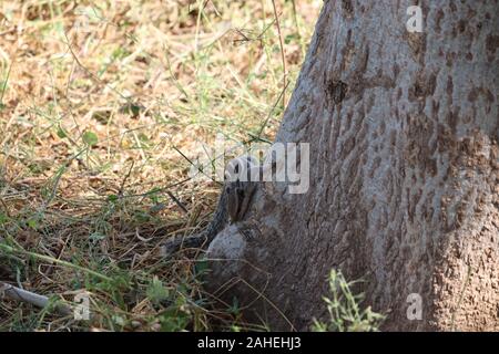 Cute young red squirrel in a natural park in warm morning light and shadow. Very cute animal, interesting about its surroundings, colorful, looking fu Stock Photo