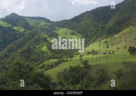 Wax palms (Ceroxylon quindiuense) in the green Cocora Valley, Salento, Colombia Stock Photo