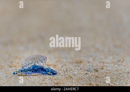 Portuguese Man-o-War washed up on Waimanalo Beach in Hawaii Stock Photo