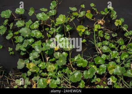 Floating pennywort, Hydrocotyle ranunculoides, Araliaceae, Ngorongoro Conservation Area, Tanzania, Africa Stock Photo