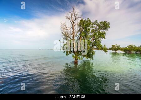 The mangrove tree within a blissful of sunshine at Pulau Burung, Pantai Cahaya Negeri, Port Dickson Stock Photo