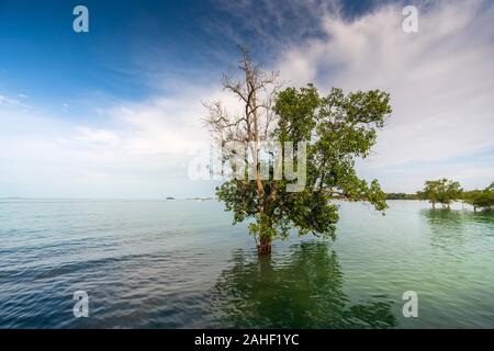 The mangrove tree within a blissful of sunshine at Pulau Burung, Pantai Cahaya Negeri, Port Dickson Stock Photo