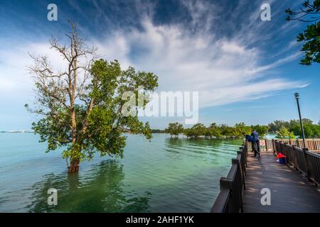 The mangrove tree within a blissful of sunshine at Pulau Burung, Pantai Cahaya Negeri, Port Dickson Stock Photo