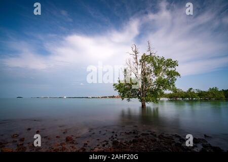 The mangrove tree within a blissful of sunshine at Pulau Burung, Pantai Cahaya Negeri, Port Dickson Stock Photo