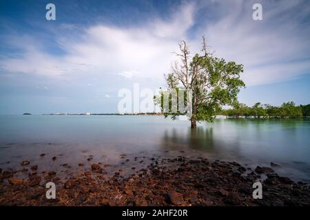 The mangrove tree within a blissful of sunshine at Pulau Burung, Pantai Cahaya Negeri, Port Dickson Stock Photo